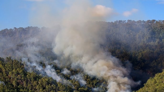 Wind borne embers from Bushfires