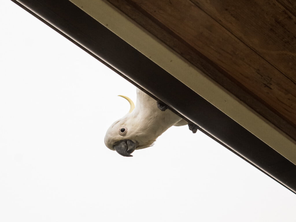 Sulphur-crested cockatoo on a gutter
