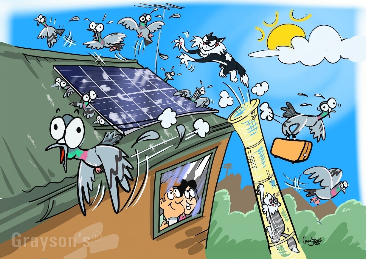 Pigeons scared away from solar panels by cats