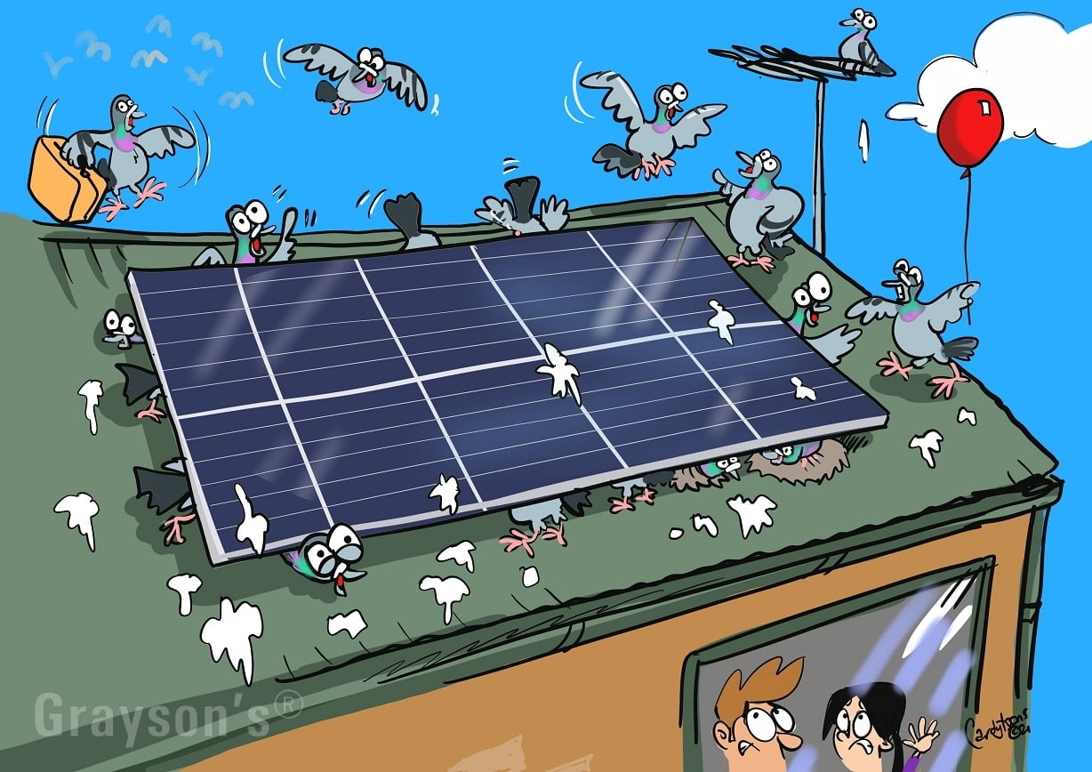 Pigeons under solar panels