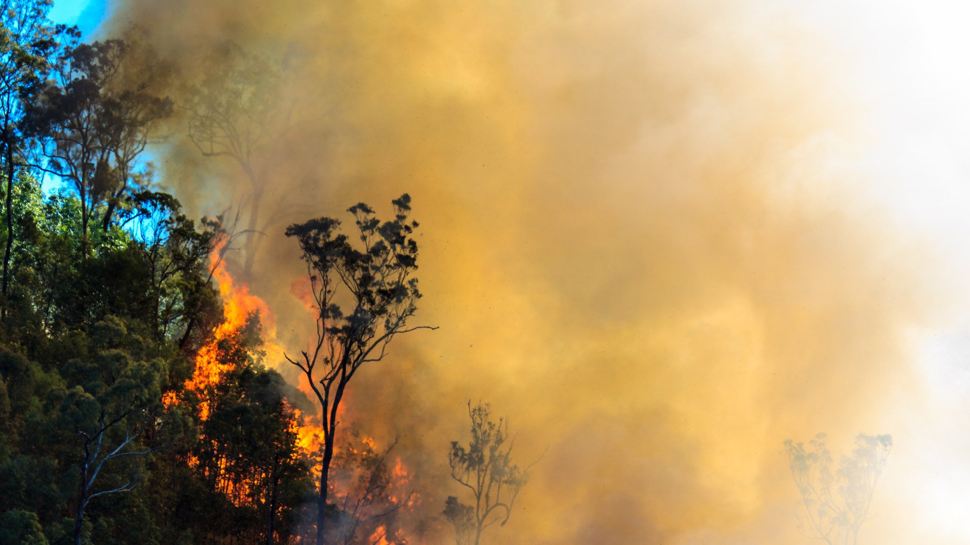 How to Prepare Your Home for a Bushfire