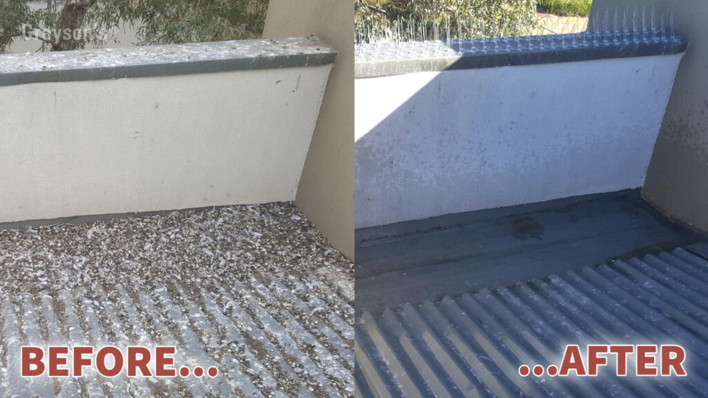 Composite showing before photo of a roof with bird mess, and after with a clean roof and bird spikes