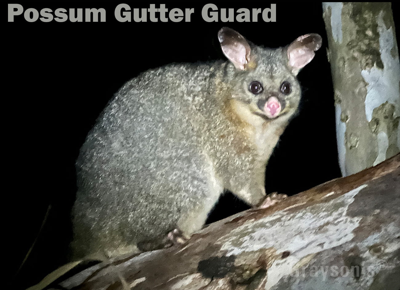 Possum Gutter Guard