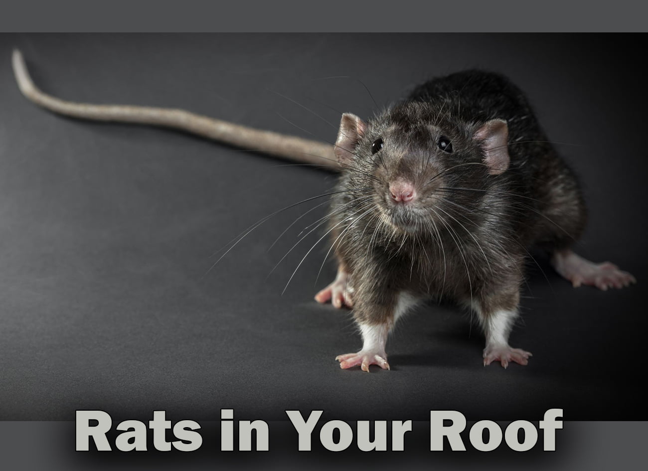 How to get rid of rats in your roof