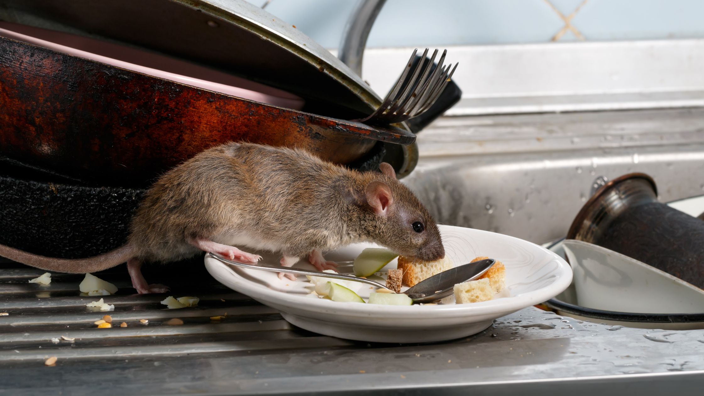 Rats eating food scraps