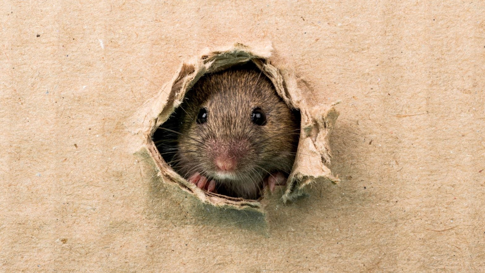 Rats eating holes through walls